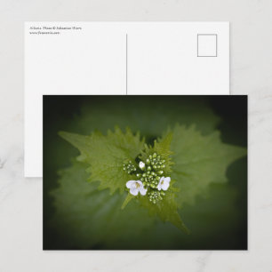 Postal Foto Floral de la naturaleza