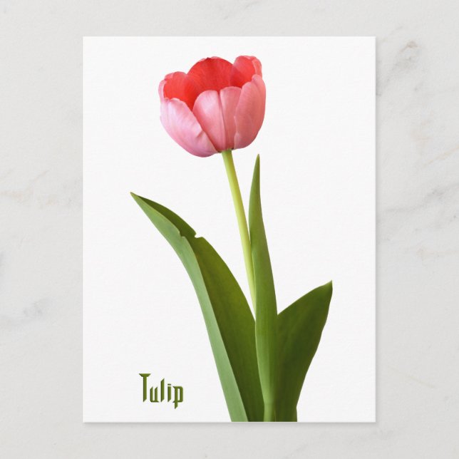 Postal Foto floral de la naturaleza tulipán de primavera  (Anverso)