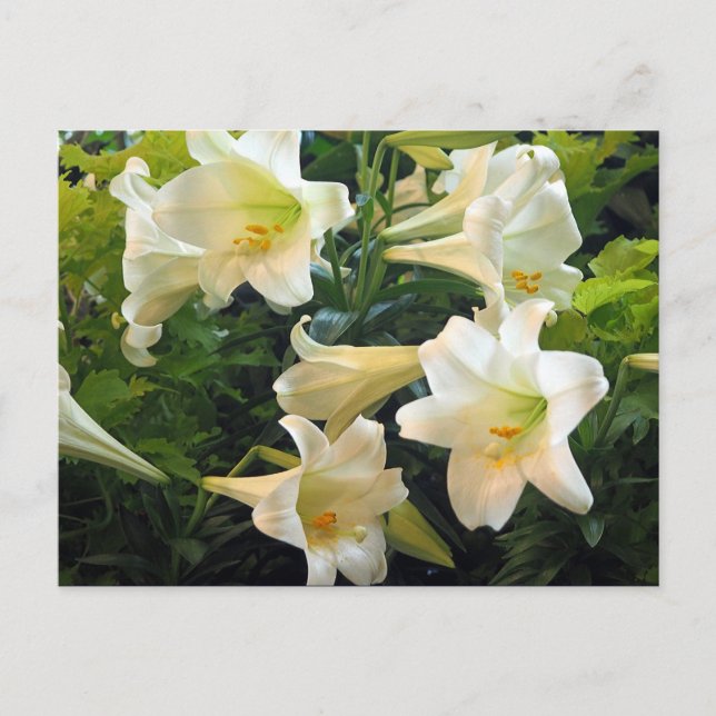 Postal Foto floral de Lilies de Pascua Blanca bonito (Anverso)