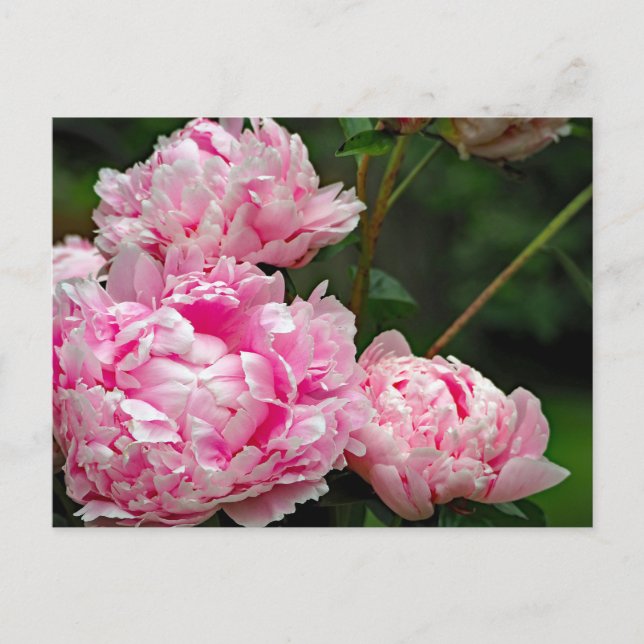 Postal Foto floral de Peonies Rosa bonito (Anverso)