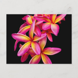 Postal Foto floral de Plumeria Rosa bonito