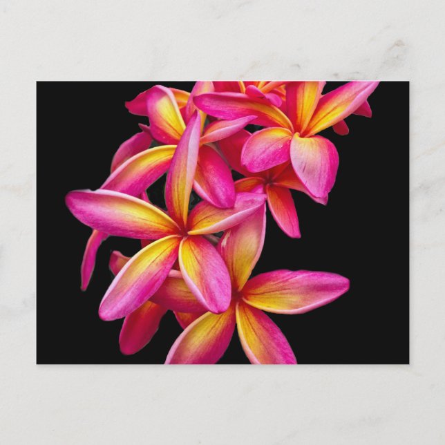 Postal Foto floral de Plumeria Rosa bonito (Anverso)