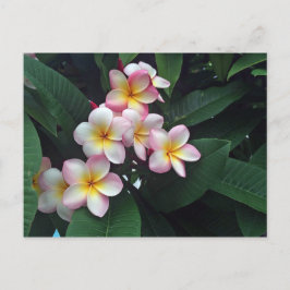 Postal Foto floral de Plumeria rosa y amarilla de bonito