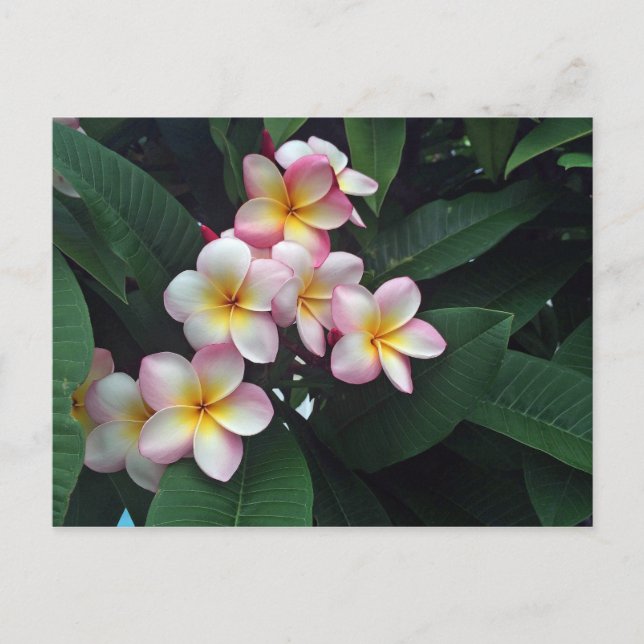Postal Foto floral de Plumeria rosa y amarilla de bonito (Anverso)