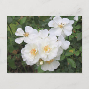 Postal Foto floral de rosas blancas de bonito
