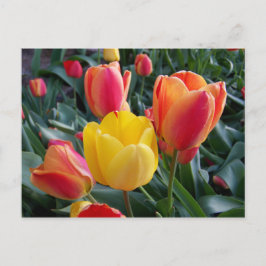 Postal Foto floral de tulipanes amarillos y rojos
