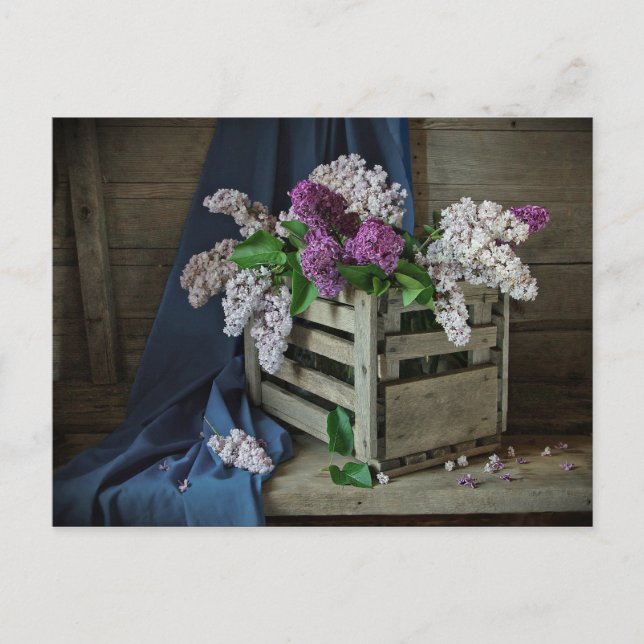 Postal Foto floral Rústica púrpura y blanca de Lilacs (Anverso)