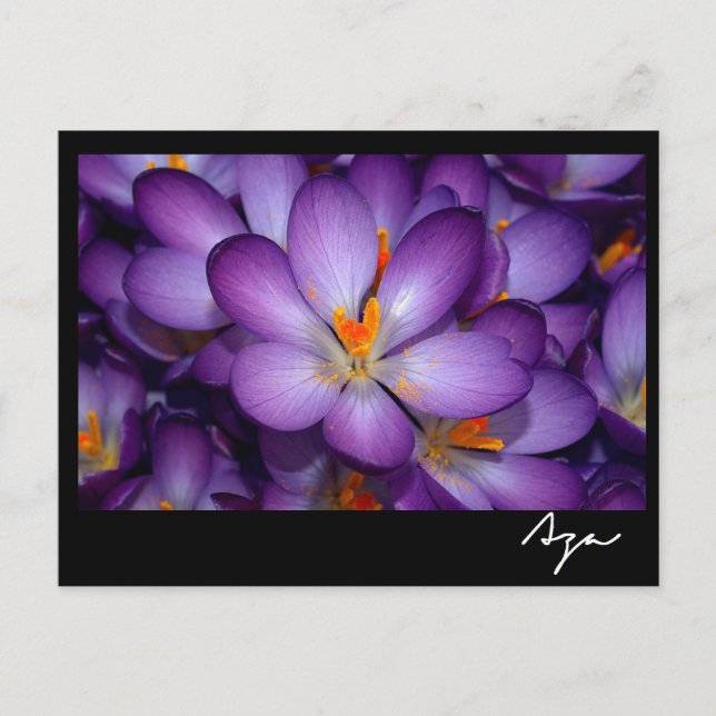 Postal Foto Floral Todavía Vida. (Anverso)