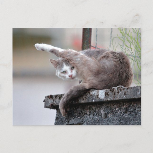 Postal Foto gato , mascota , animales. (Anverso)