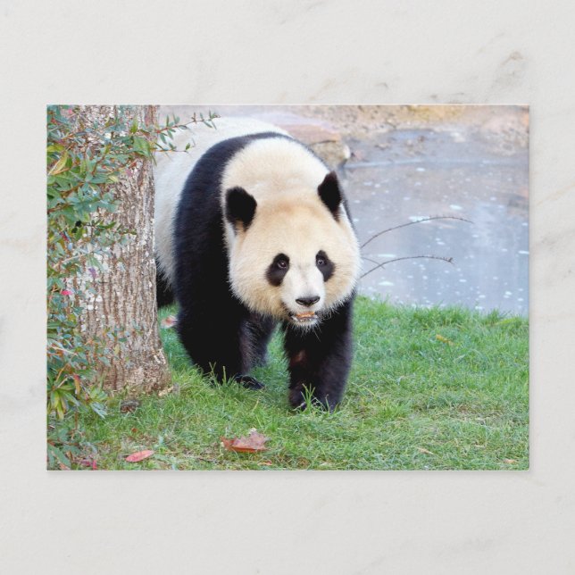 Postal Foto gigante panda , animales 0328. (Anverso)