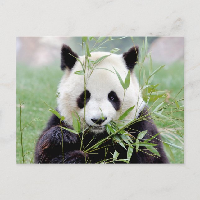 Postal Foto gigante panda , animales 0329. (Anverso)
