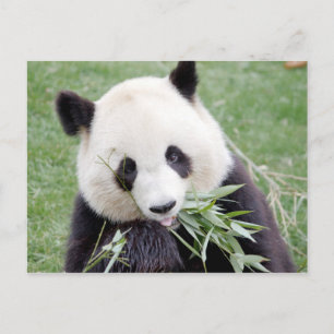 Postal Foto gigante panda , animales 0330.