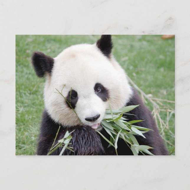 Postal Foto gigante panda , animales 0330. (Anverso)