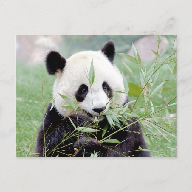 Postal Foto gigante panda , animales 0331. (Anverso)