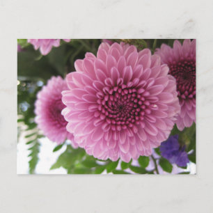 Postal Foto Macro Floral Original de Crisantemo Rosa