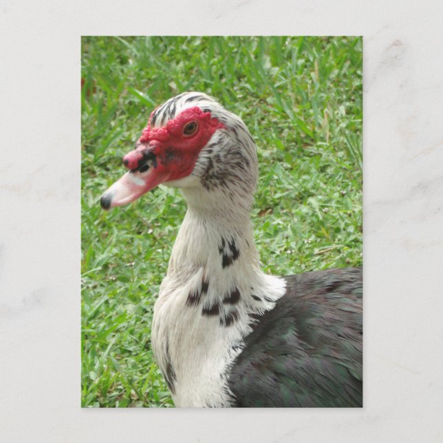 Postal Foto Muscovy Duck (Anverso)