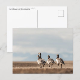 Postal Foto natural de Barnacle Geese