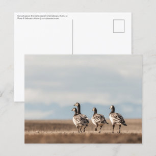 Postal Foto natural de Barnacle Geese