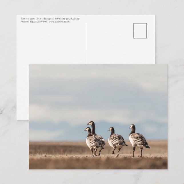 Postal Foto natural de Barnacle Geese (Anverso / Reverso)