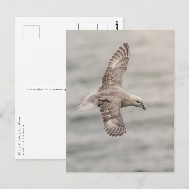 Postal Foto natural de Fulmar Norte (Anverso / Reverso)