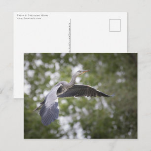 Postal Foto natural de Gray Heron