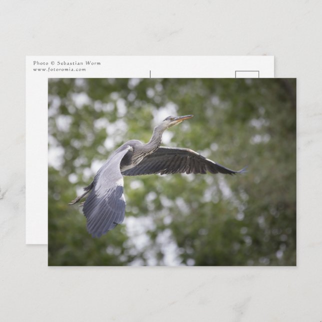 Postal Foto natural de Gray Heron (Anverso / Reverso)