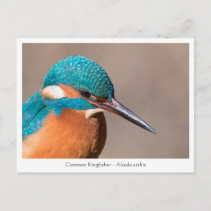 Postal Foto natural de Kingfisher