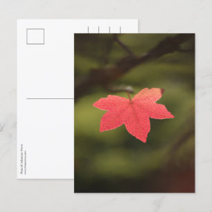 Postal Foto natural de la hoja de arce de otoño roja