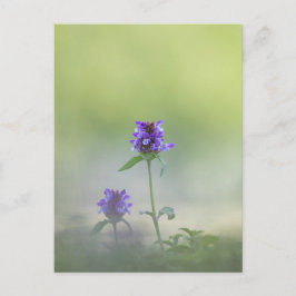 Postal Foto natural de las flores de Prunella