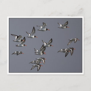 Postal Foto natural de Oystercatchers Flying