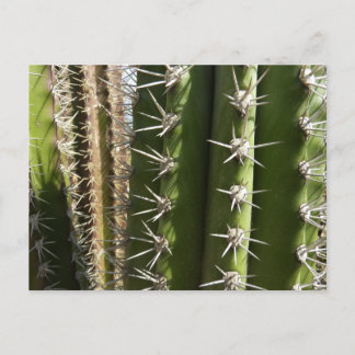 Postal Foto natural del desierto de Cactus II de Barrel