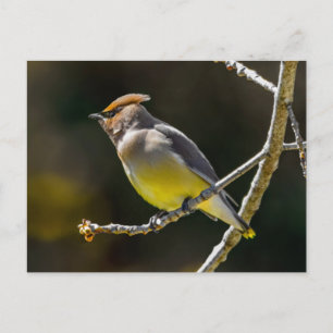 Postal Foto Original de Ave Silvestre Bombycilla Cedrorum