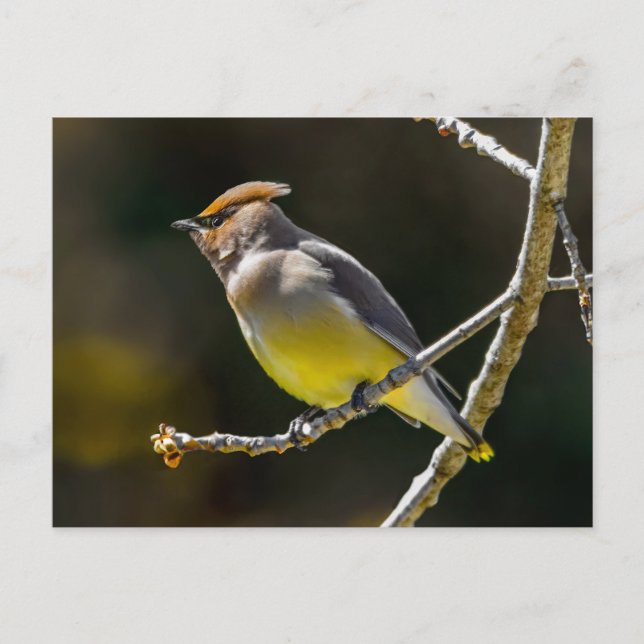 Postal Foto Original de Ave Silvestre Bombycilla Cedrorum (Anverso)