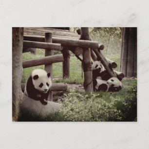 Postal Foto Panda - Estilo Retro