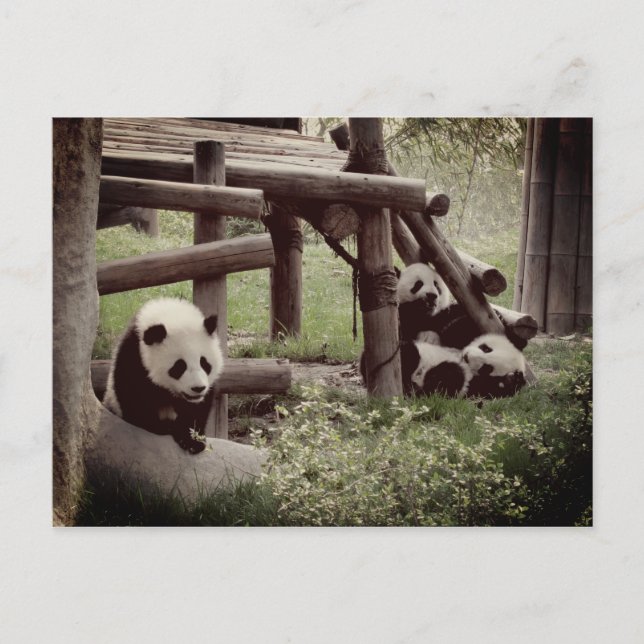 Postal Foto Panda - Estilo Retro (Anverso)