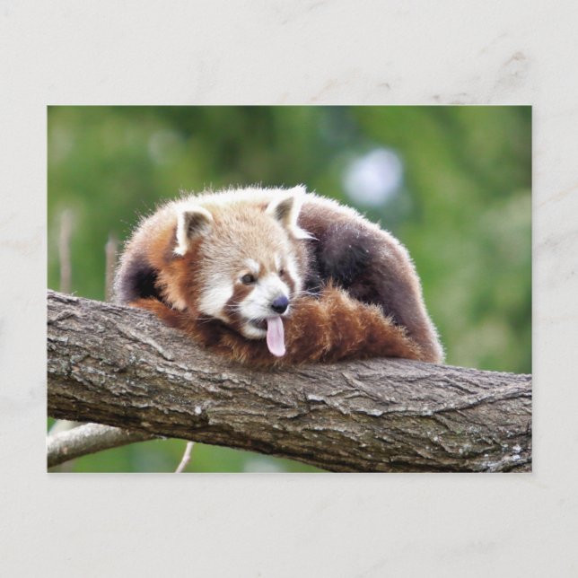 Postal Foto panda roja , animales 0499. (Anverso)