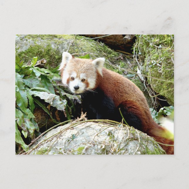 Postal Foto panda roja , animales 0500. (Anverso)