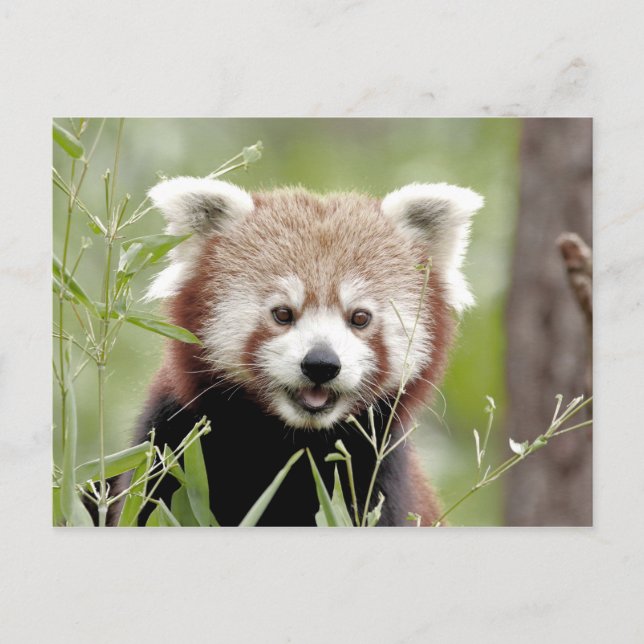 Postal Foto panda roja , animales 0503. (Anverso)