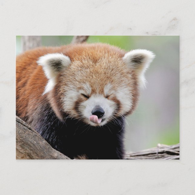 Postal Foto panda roja , animales 0504. (Anverso)