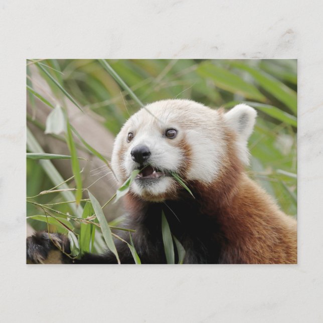 Postal Foto panda roja , animales 0505. (Anverso)