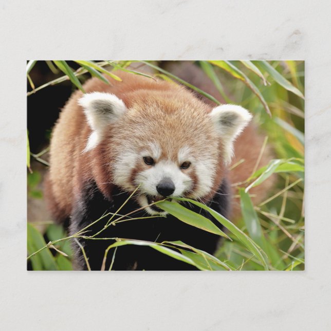 Postal Foto panda roja , animales 0506. (Anverso)