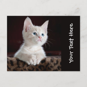 Postal Foto personalizada de Gato Gato Gato Gatito