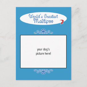 Postal Foto personalizada! Maltipoo más grande del mundo