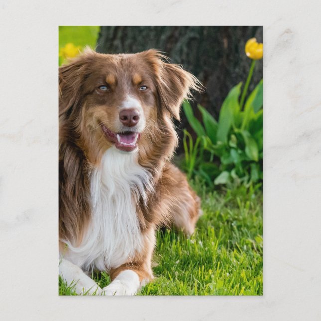 Postal Foto personalizada por personalizado (Anverso)