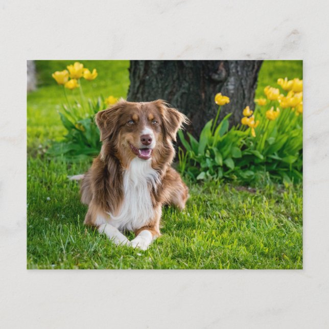 Postal Foto personalizado (Anverso)