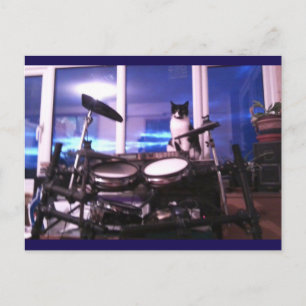 Postal Foto Postcard 12 Blues Drummer Cat Belleza animal