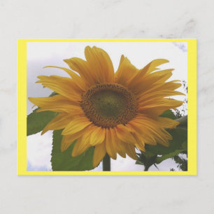 Postal Foto Postcard 7 Sunflower - Belleza natural