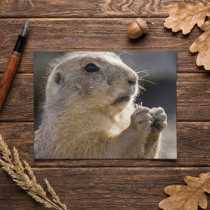 Postal Foto realista de perfil natural de marmota con pat