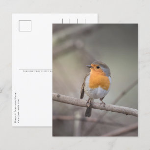 Postal Foto Robin Bird Wildlife