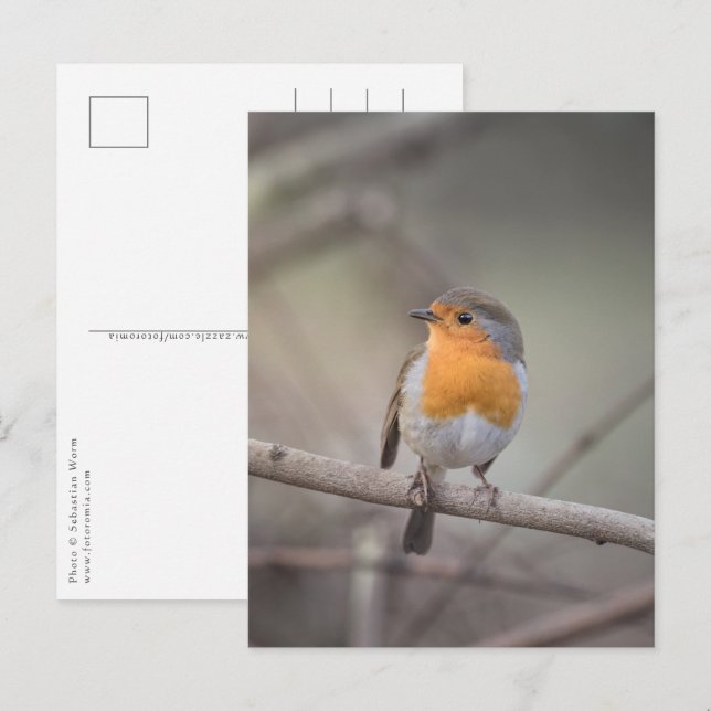 Postal Foto Robin Bird Wildlife (Anverso / Reverso)